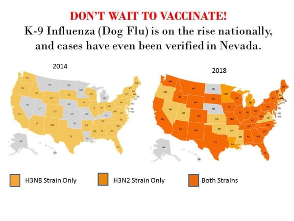 canine influenza