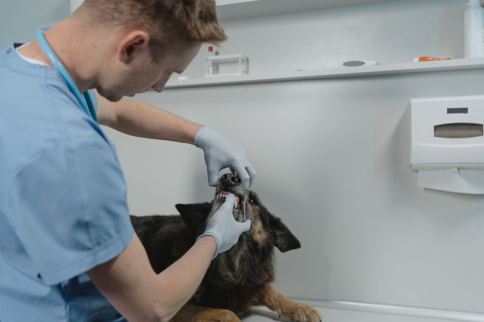 Dentistry at Tropicana Animal Hospital